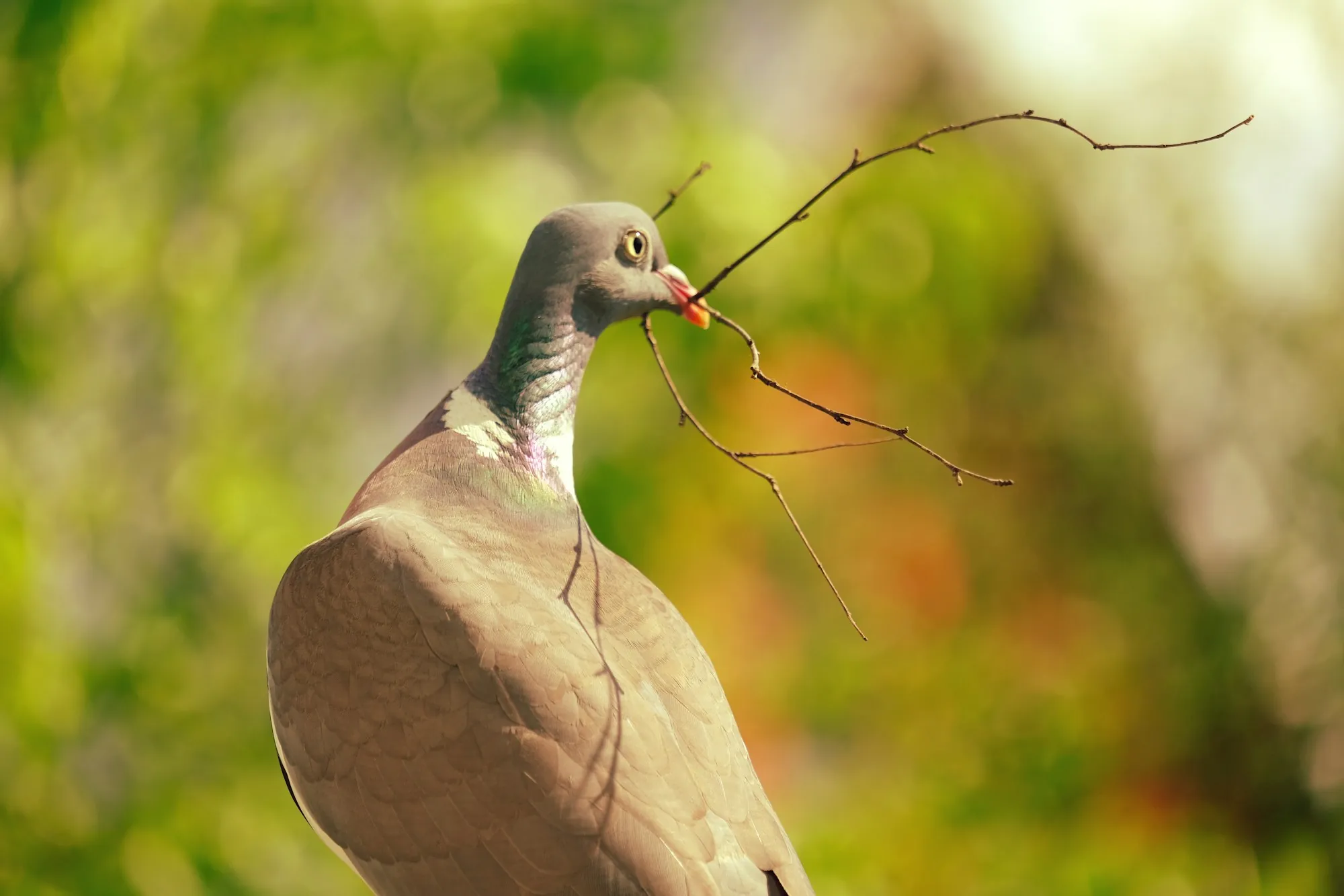 Pigeon carrying a twig in its beak for a nest
